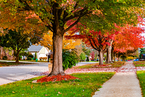 Fast Growing Shade Trees That Can Help With The Electric Bill