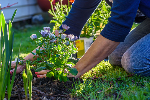 Perennial Garden Mistakes You Can Avoid