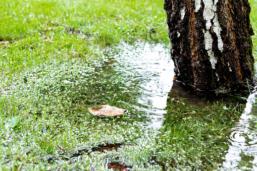 Tips To Improve Landscape Water Drainage