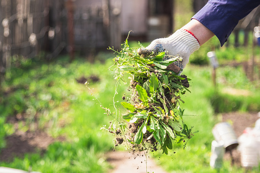 Tips for Effective Weed Control