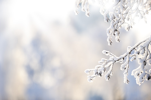 Tips To Care For Trees and Shrubs in the Winter