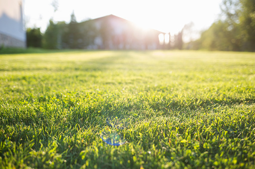 Benefits of Recycling Your Leaves and Grass