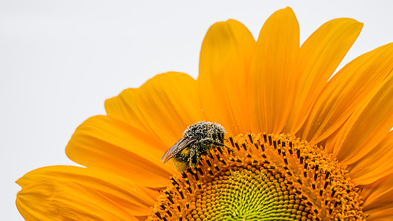 Flowers That Can Attract More Bees