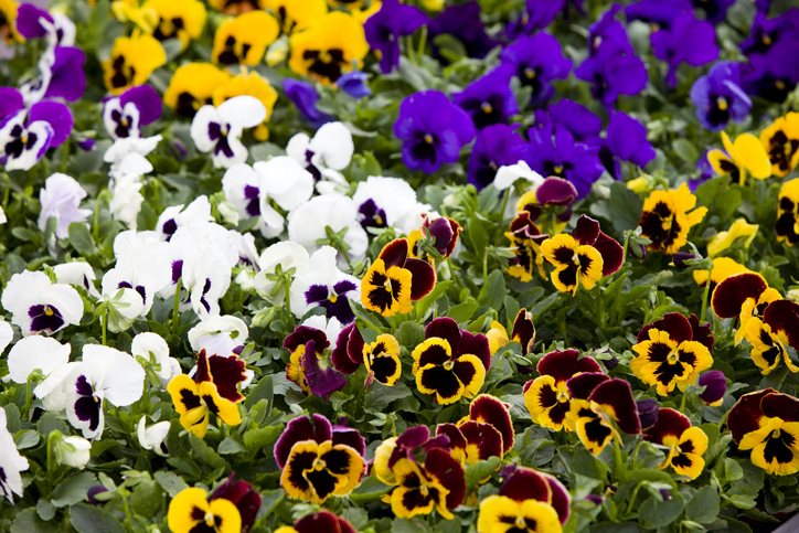 Pansies are one of the more popular flowers to plant this Mother’s Day.