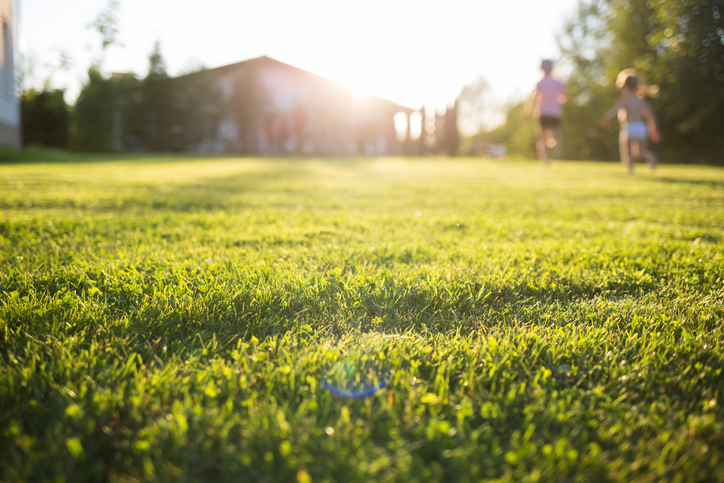 Care for your summer yard to keep it healthy!