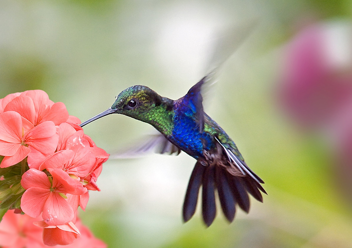 Hummingbirds are one of several helpful animals for your yard.